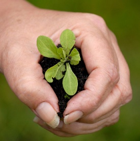 HolisticLiving