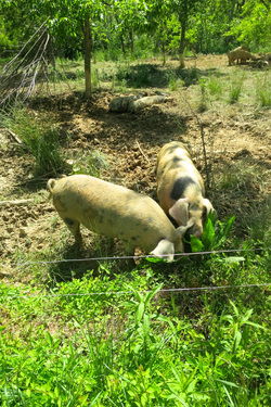 Pigs on pasture at Polyface Farms.