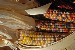 Heirloom corn