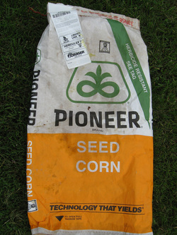 Genetically modified seed corn