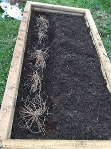 Planting asparagus