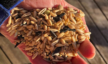 Homemade whole grain chicken feed